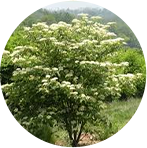 Cornus Alternifolia